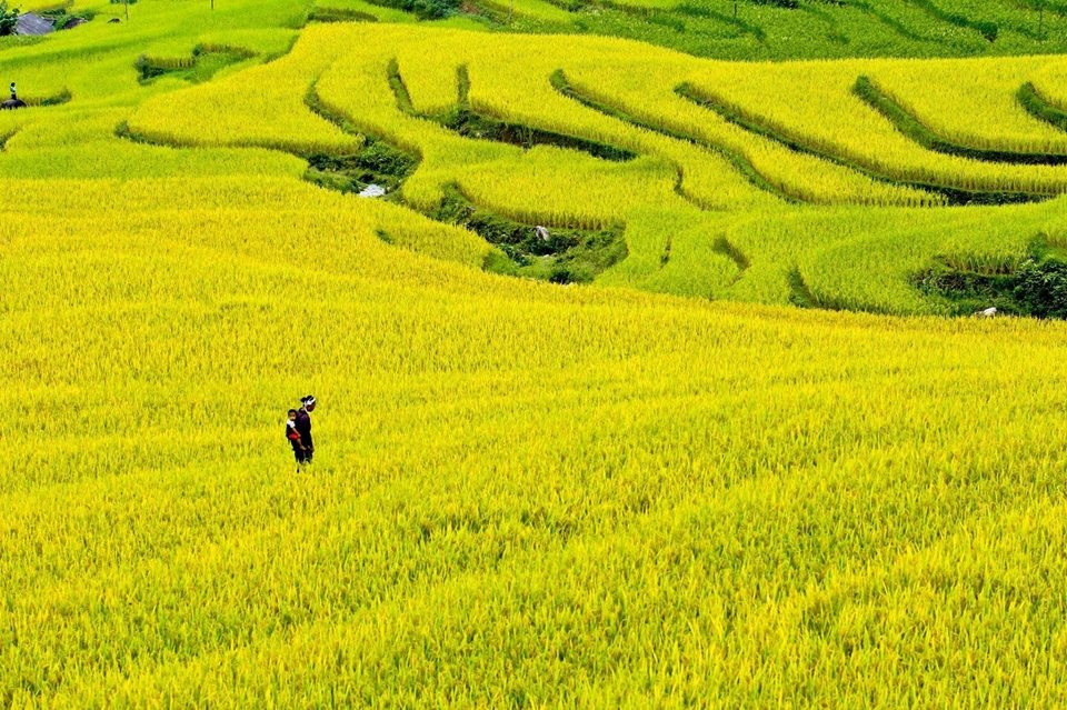 Terraced rice fields are a unique beauty of Hoang Su Phi district as well as other northern mountainous areas of Vietnam (Photo: VNA)