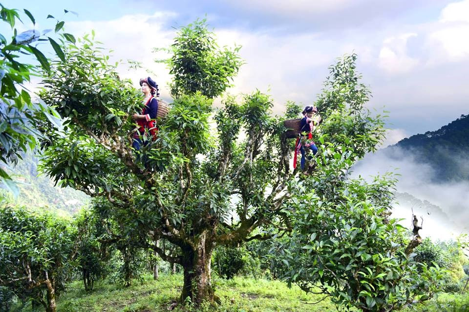 Local ethnics pick tea buds on old trees. Hoang Su Phi is also famous for old tea trees whose leaves have become a specialty (Photo: VNA)