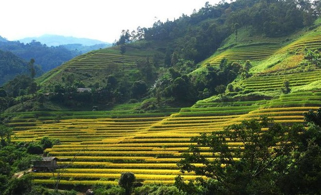  The tourism programme, Qua Nhung Mien Di San Ruong Bac Thang (Travelling to the Heritage Lands across Terraced Fields in Hoang Su Phi), will be jointly organised by local authorities and FPT Group and screened on FPT’s digital platform.(Photo: VNA)
