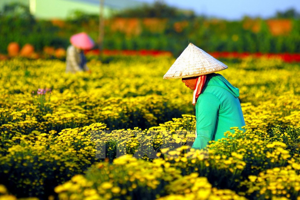 Farmers take care of gardens in District 12 for the Tet flower market. (Source: VNA)