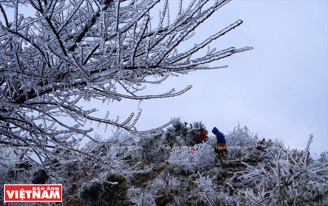 In early February 2018 when the temperature went down to zero, frost and snow covered forests on the peak of Ta Xua, luring thousands of visitors to this rare natural phenomenon. Photo: VNA 