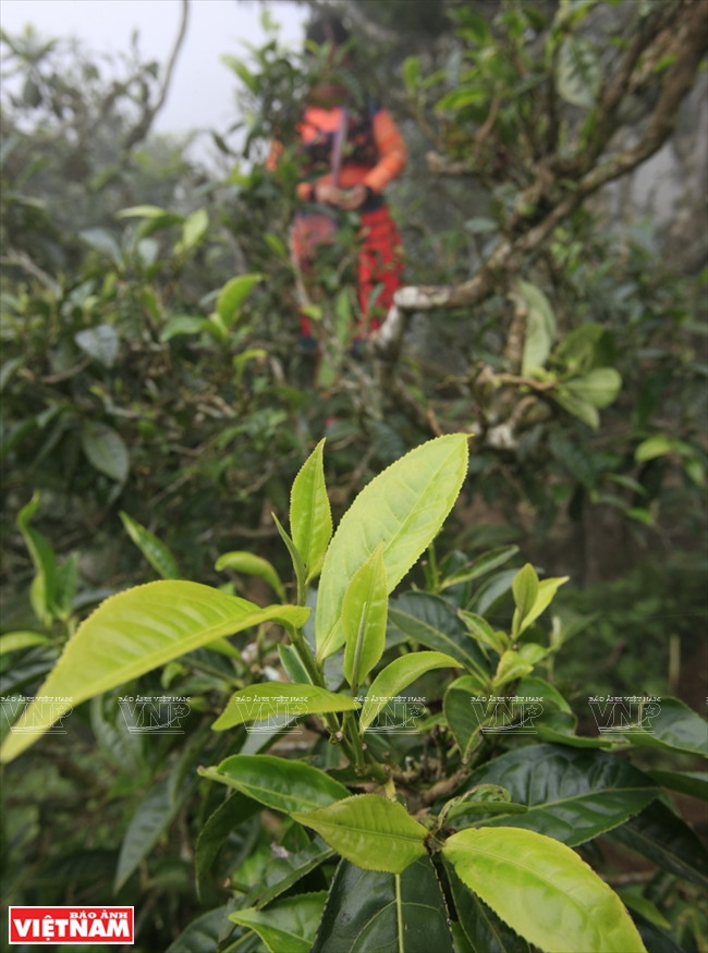 Ta Xua is also known for its tasty tea collected from hundred-year-old Shan tuyet tea trees which grow in the high mountains. Photo: VNA 