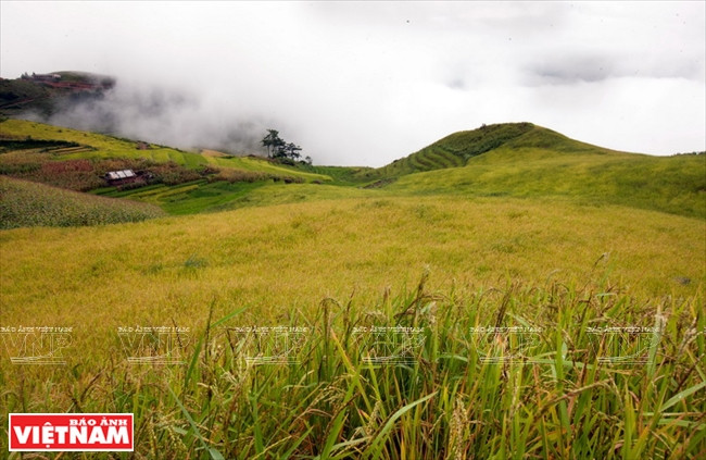 The centre of Xim Vang commune, 14 km from Ta Xua, boasts Bac Yen district’s largest area of terraced fields. Source: VNA 