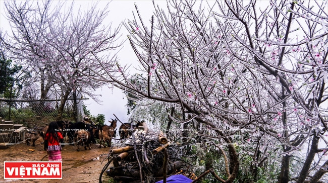 Over 1,000 metres above sea level, Ta Xua peak had a temperature of between minus one and zero Celsius from February 3-7. Photo: VNA