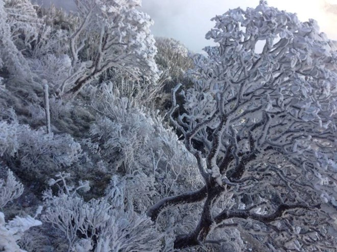 Cold spell brings frost to Fansipan peak (Photo: VNA)