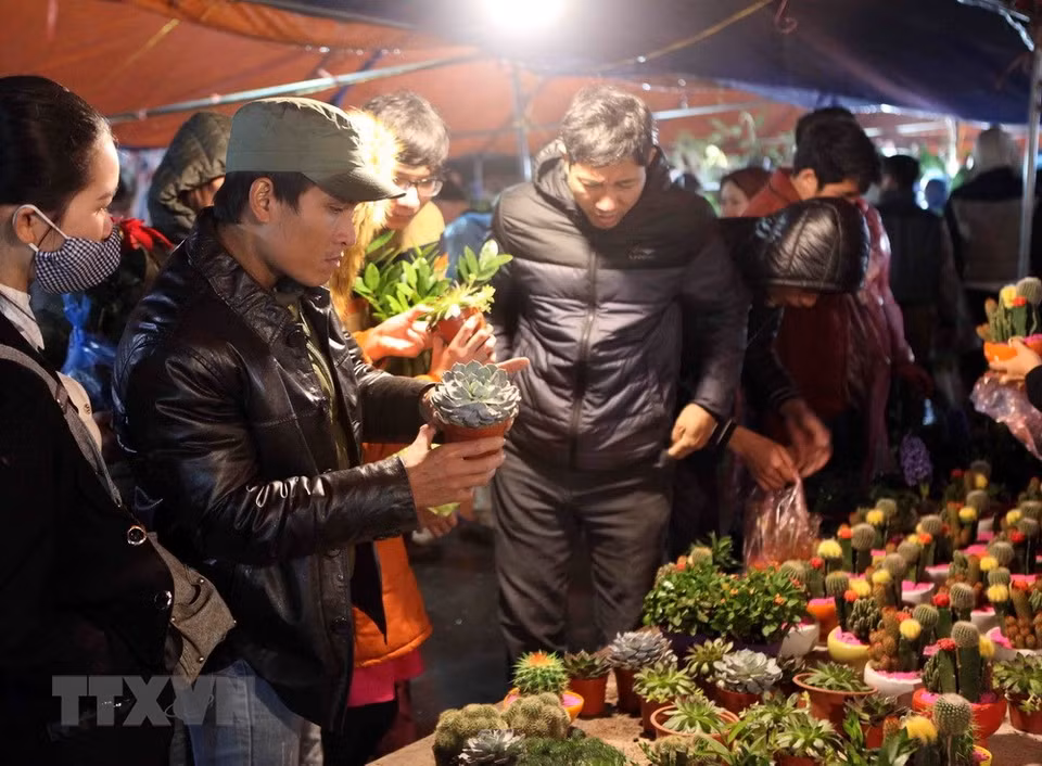Visitors are interested in bonsai trees (Photo VNA)