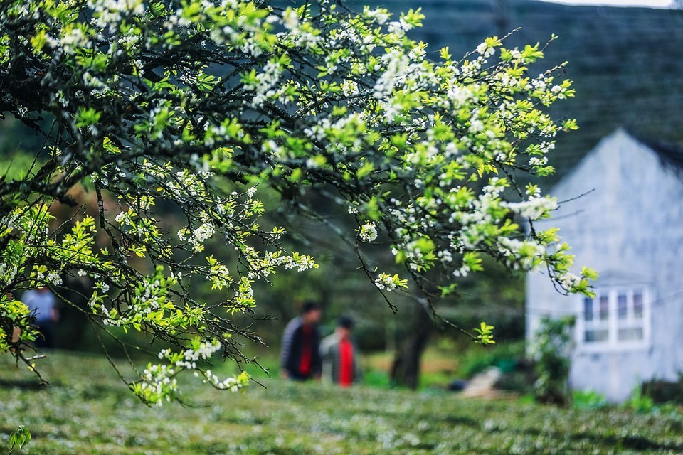 Travellers can take the national highway No. 6 to get to Moc Chau in Son La province. (Source: VNA)