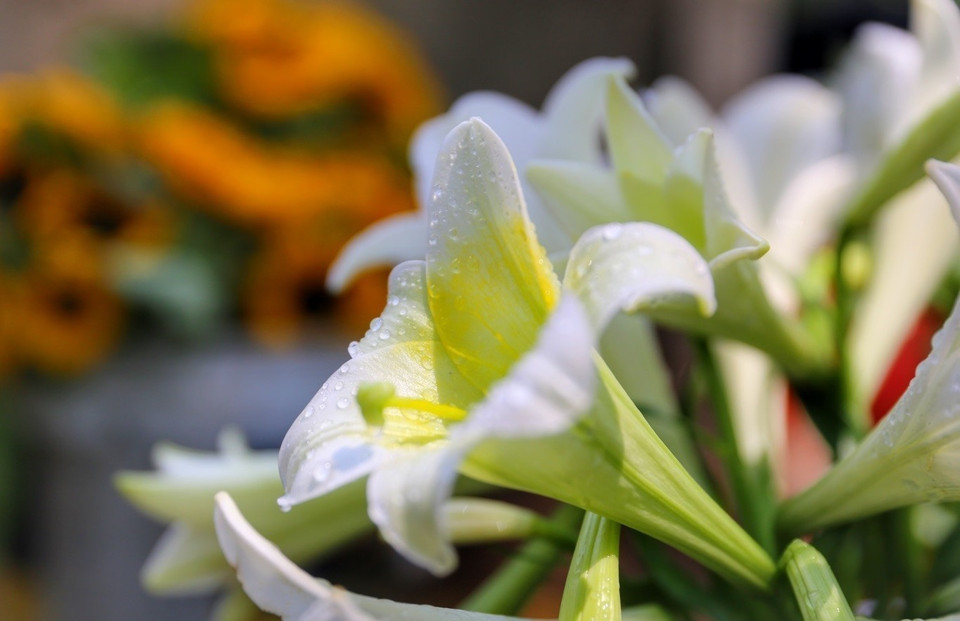 The pure beauty of lilies (Photo: VNA)