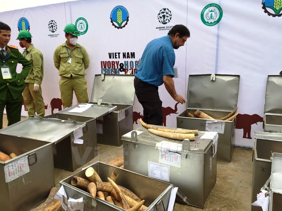 Professor Samuel Wasser from Washington University, US, takes samples for DNA tests. (Photo: VNA)