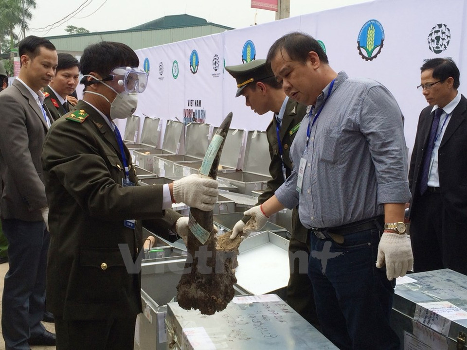 Checking a rhino horn (Photo: VNA)