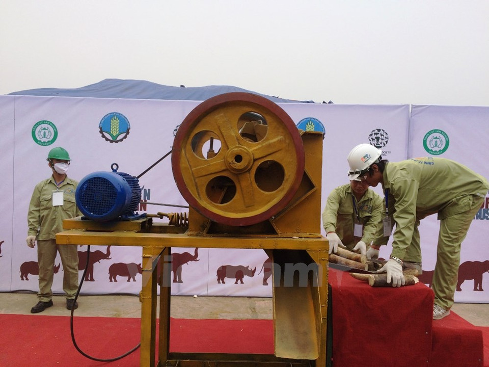 Tusks to be crushed (Photo: VNA)
