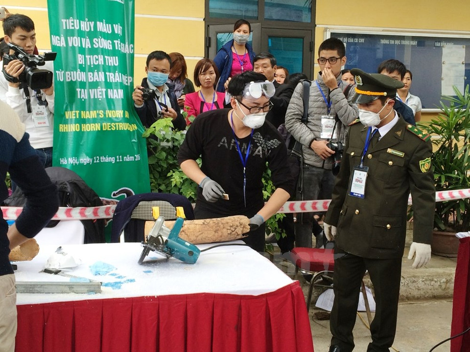 Samples are taken for DNA tests to find out the origin of the tusks and horns (Photo: VNA)