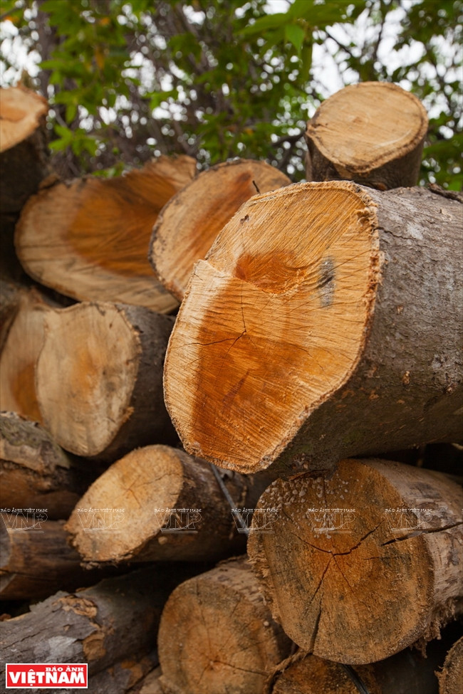 Fig timber – main material to make water puppets (Photo: VNA)