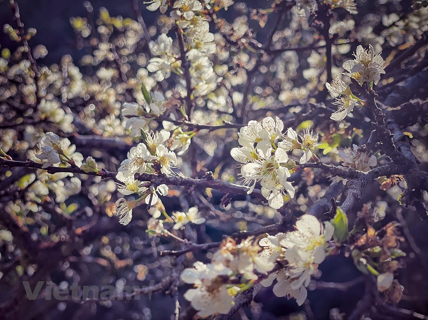 Plum blossoms are in full bloom in Moc Chau. (Photo:Vietnam+)