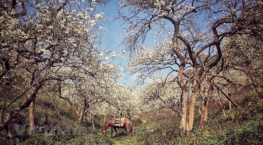 A breath-taking valley with snow-like blossoms in Moc Chau, Son La province. (Photo: Vietnam+)