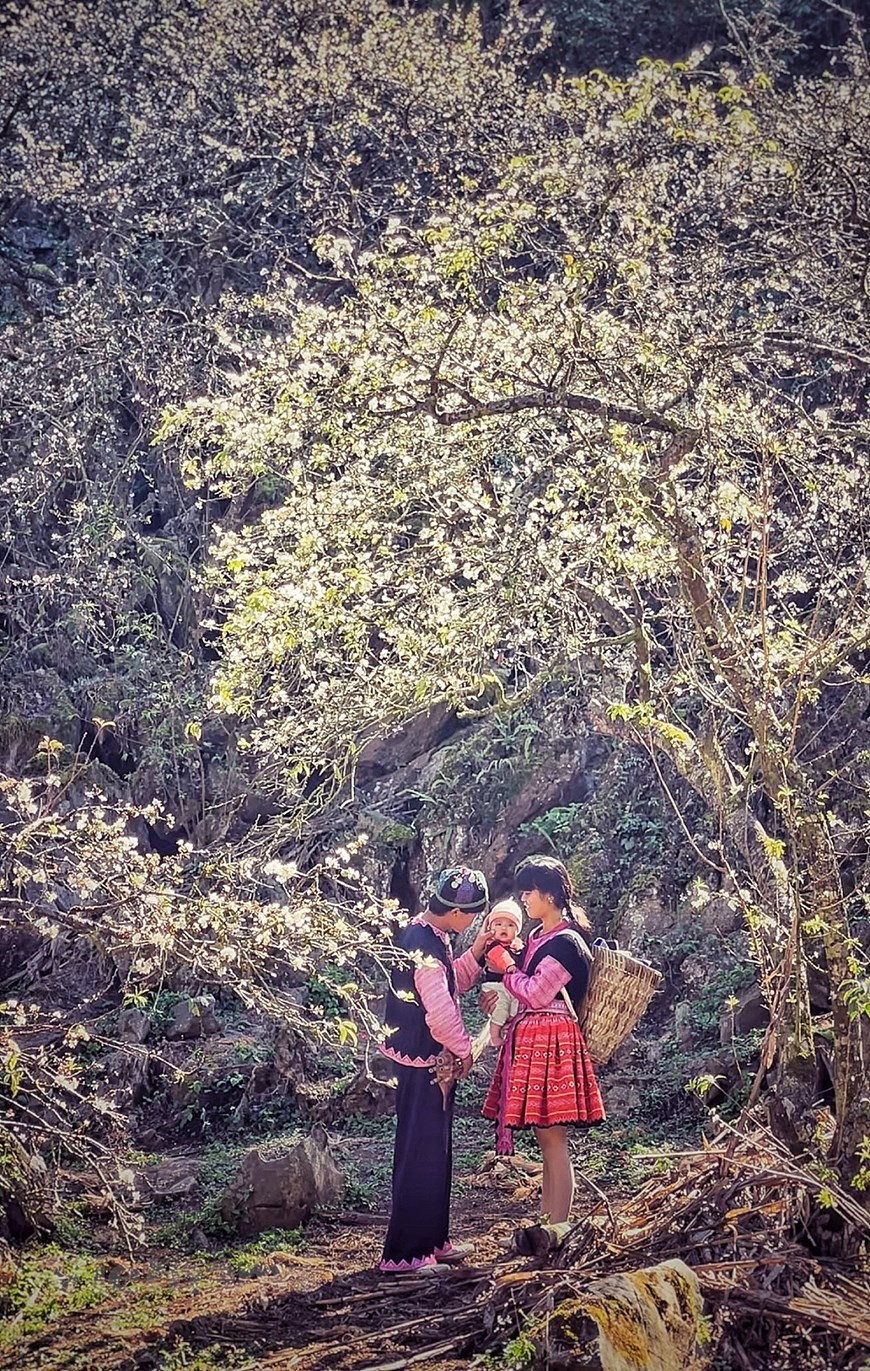 A H’mong family enjoys peaceful moment below canopies of white plum blossoms. (Photo: Vietnam+)