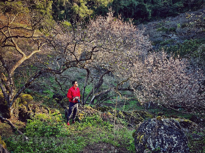 Mu Nau is a vast valley with loads of ancient plum trees in Moc Chau district, Son La province. (Photo: Vietnam+)