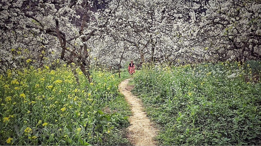Stunning roads with pure white flowers above and green grass below impress any visitors to Moc Chau Plateau. (Photo: Vietnam+)