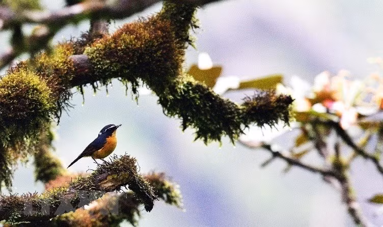 The fauna and flora in the core zone of Kon Ka Kinh National Park are diverse and abundant with many rare species. (Photo: VNA)