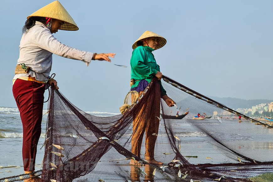 Van Chai fishing village is busy at dawn as fishermen returning shore with catches and those at home coming to help sort out the fish (Photo: Vietnam+)