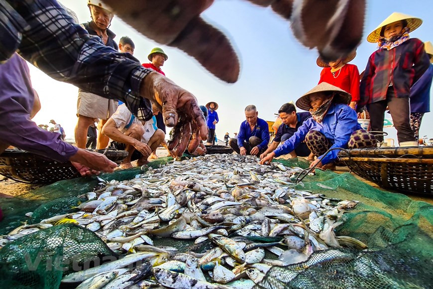 Locals sort out fish for selling (Photo: Vietnam+)
