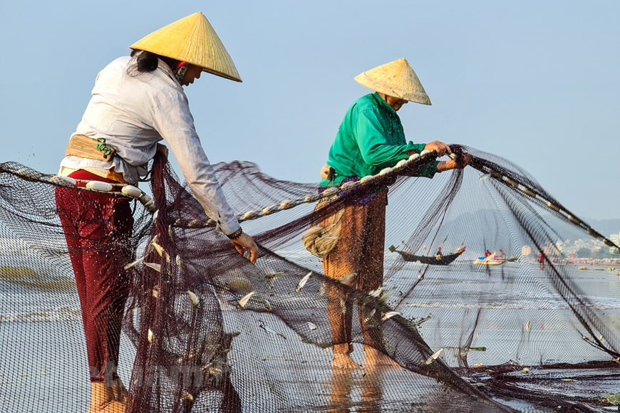 Van Chai fishing village is busy at dawn as fishermen returning shore with catches and those at home coming to help sort out the fish (Photo: Vietnam+)