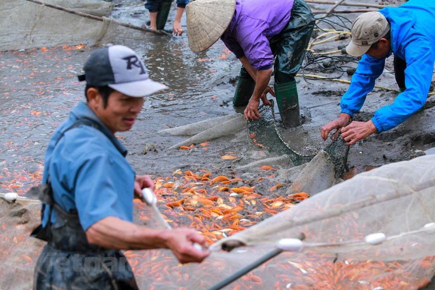 There is no busier time than Tet for Thuy Tram village in the northern province of Phu Tho. It is a time of high demand for the village’s famous produce, red carp (Photo: VNA)