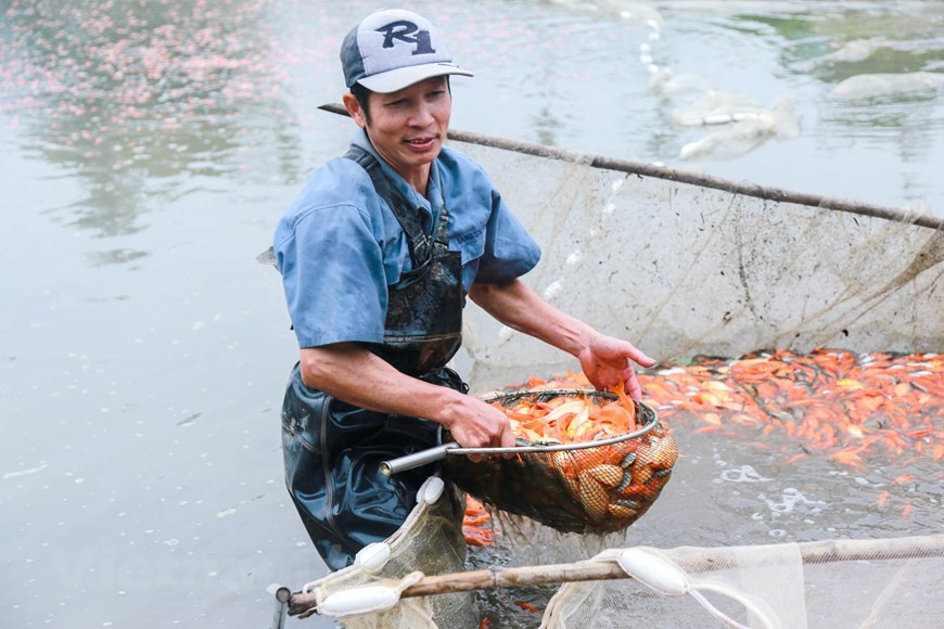 After prayers are finished, the carp are released into a large body of water, usually lakes, but preferably streams or rivers. In the photo: Thuy Tram villagers harvest red carps to prepare for Kitchen Gods' Day (Photo: VNA)