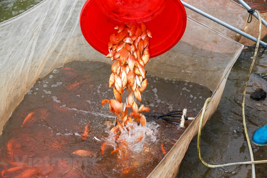 When Tet arrives, business blooms as large numbers of carp are ordered from all over the northern region (Photo: VNA)