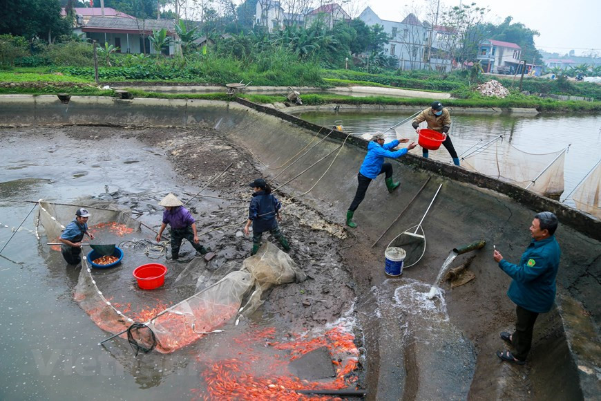 The produce is distributed in many parts of northern Vietnam during Ong Cong Ong Tao or (the Kitchen God) ceremony which takes place on the 23rd day of the 12th lunar month (Photo: VNA)