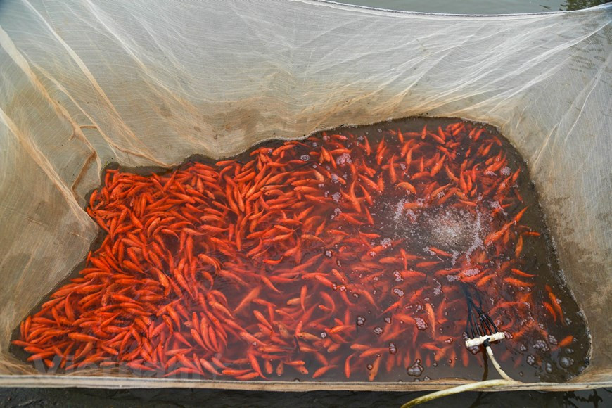Red carp area reaches 30 hectares in Thuy Tram village (Photo: VNA)