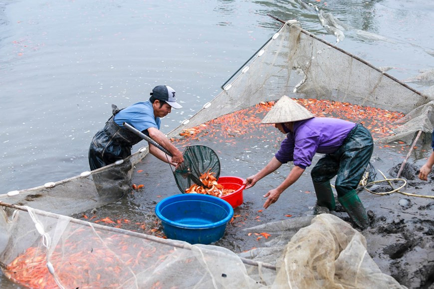On the 23rd day of the last month of the year, Vietnamese families hold a send-off ceremony for the Land Genie and the Kitchen Gods. Among other things, golden carps are indispensable for the festival. In the photo: Thuy Tram villagers harvest red carps to prepare for Kitchen Gods' Day (Photo: VNA)