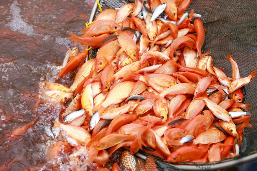 Thuy Tram village provides the market with 50 tonnes of red carp during this season (Photo: VNA)