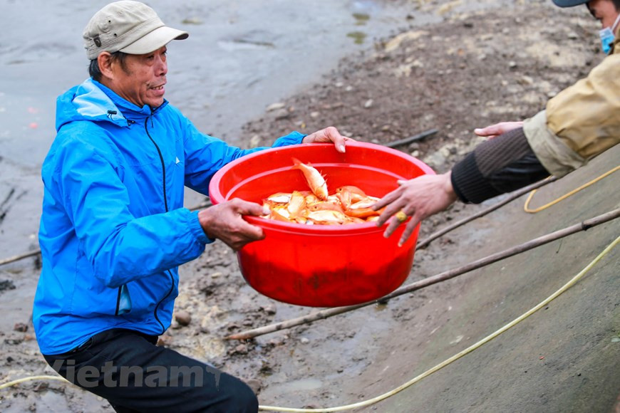 The carp will serve as their mean of transportation and therefore, must be healthy and looking their best. In the photo: Thuy Tram villagers harvest red carps to prepare for Kitchen Gods' Day (Photo: VNA)