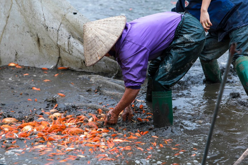 Red carp area reaches 30 hectares in Thuy Tram village (Photo: VNA)