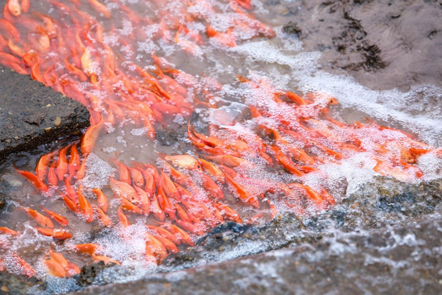 As the legend goes, during the Kitchen Gods Day, the Land Genie and the Kitchen Gods will ride carps to Heaven on the day to deliver an annual report on the household’s activities to the God of Heaven (Photo: VNA)