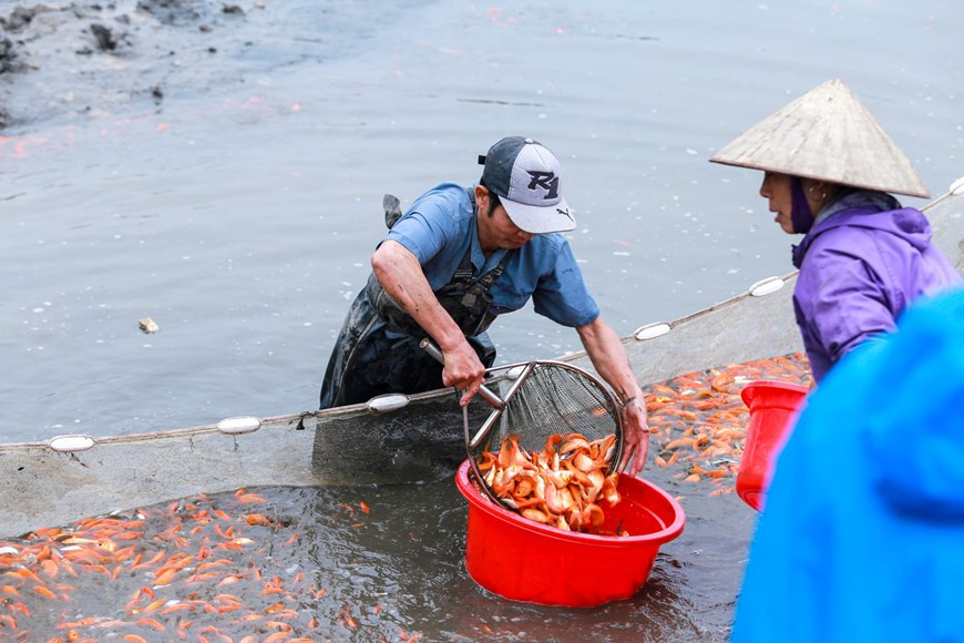Thuy Tram village is a famous red-carp raising area in the north and it’s also the country’s red carp growing cradle (Photo: VNA) 
