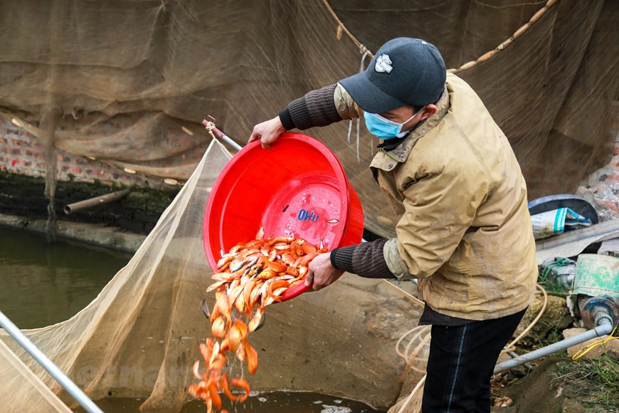 Thuy Tram village in Phu Tho province is a famous red-carp raising area in the north and it’s also the country’s red carp growing cradle (Photo: VNA) 