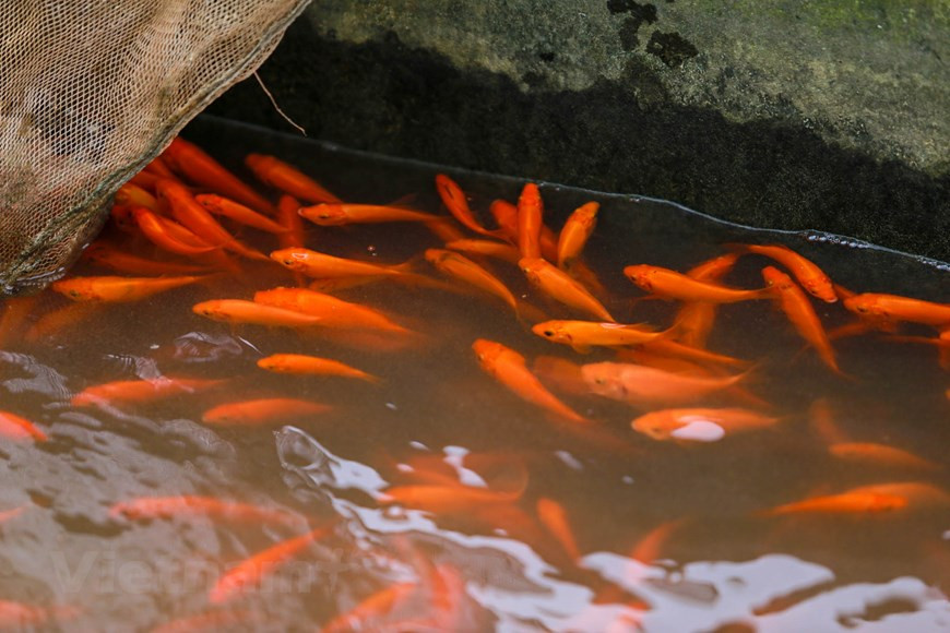 Carp raising has provided Thuy Tram villagers with a much more comfortable life (Photo: VNA)