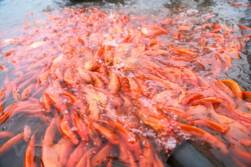 Carp raising has provided Thuy Tram villagers with a much more comfortable life (Photo: VNA)