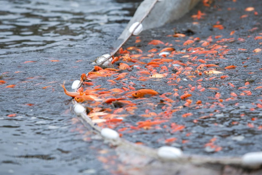 As the gods make their journey on the back of fish, it is traditional to release live carps into lakes or rivers, which is considered a kindhearted deed to pray for good luck (Photo: VNA)