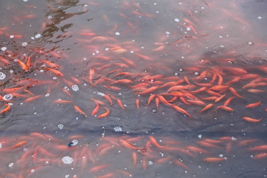 Thuy Tram village provides the market with 50 tonnes of red carp during this season (Photo: VNA)
