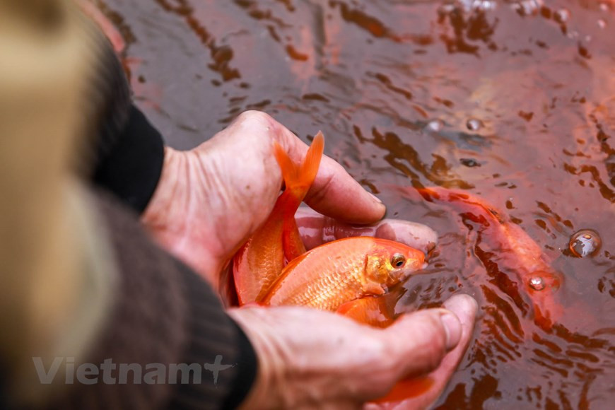 Thuy Tram village provides the market with 50 tonnes of red carp during this season (Photo: VNA)