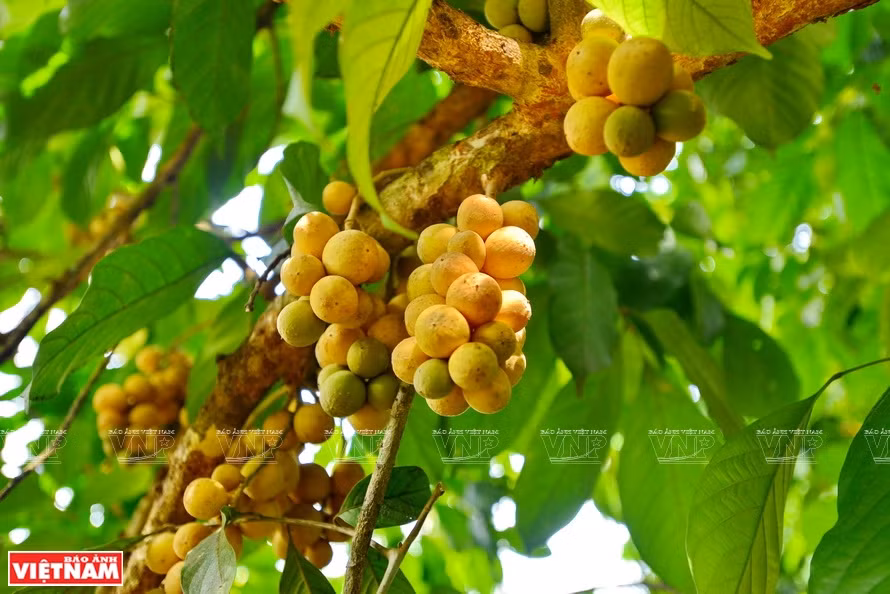 Langsat, a specialty of the old village (Photo: VNP/VNA)