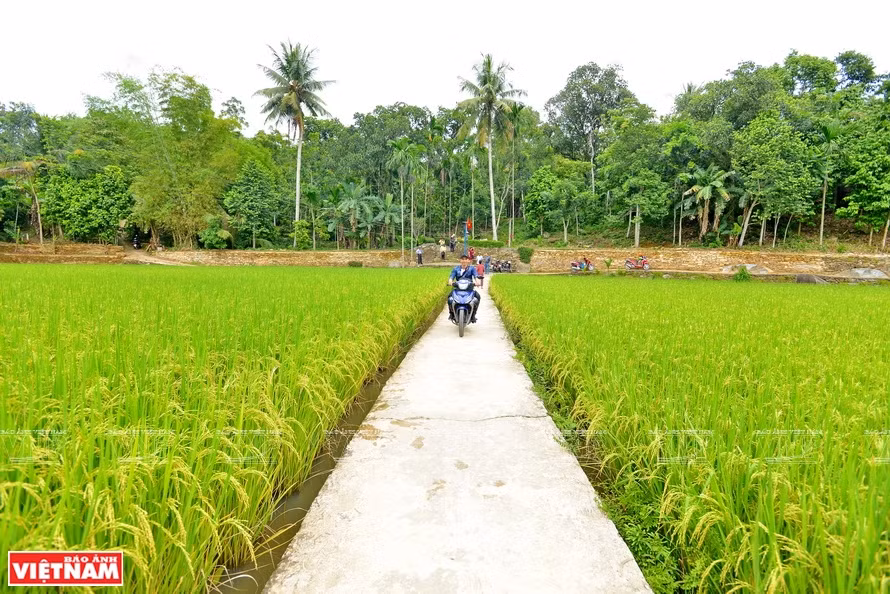  Green rice fields give a feeling of peace (Photo: VNP/VNA)