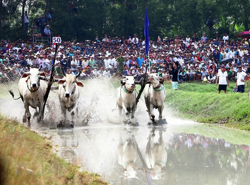 The Bay Nui Ox Racing Festival commemorates the merits of the Khmer’s ancestors and wishes for happiness and peace for their souls. (Photo: VNA)