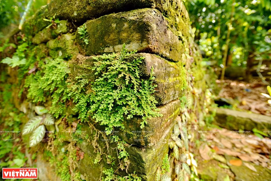 A rock wall covered by green moss (Photo: VNA)