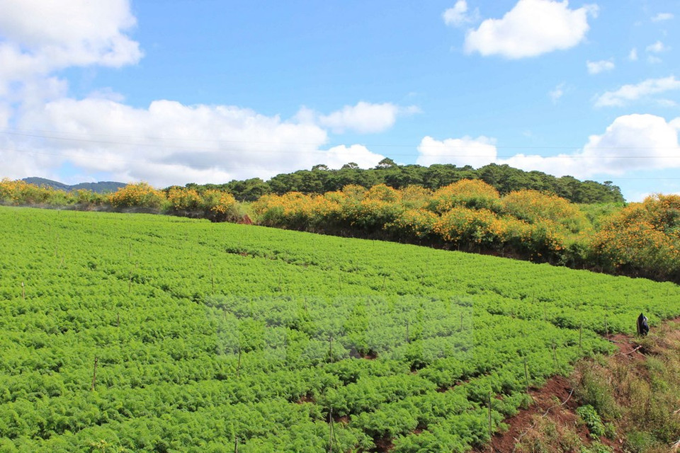 Flowering da quy trees as seen on the side of a field (Photo: VNA)