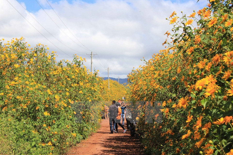 Da quy in full bloom attract flower lovers (Photo: VNA)