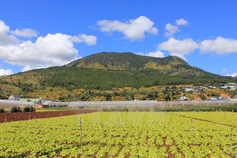 Da quy blossoms are seen near Da Lat hills (Photo: VNA)